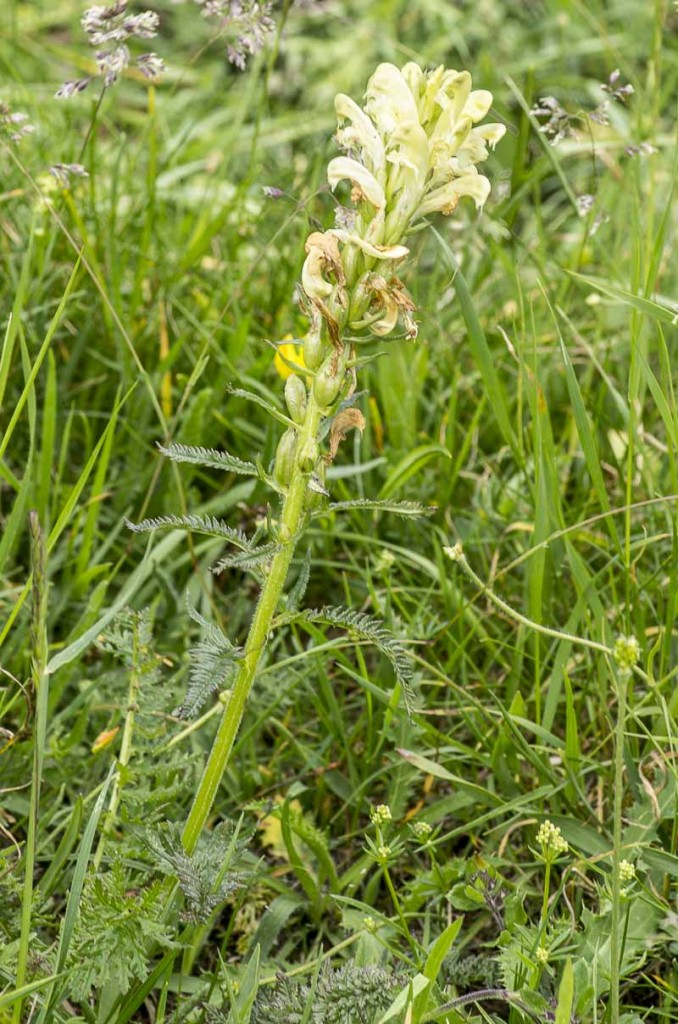 Pedicularis-tuberosa-L.