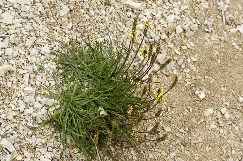 Plantago alpina L.