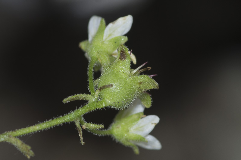 Saxifraga delphinensis Ravaud