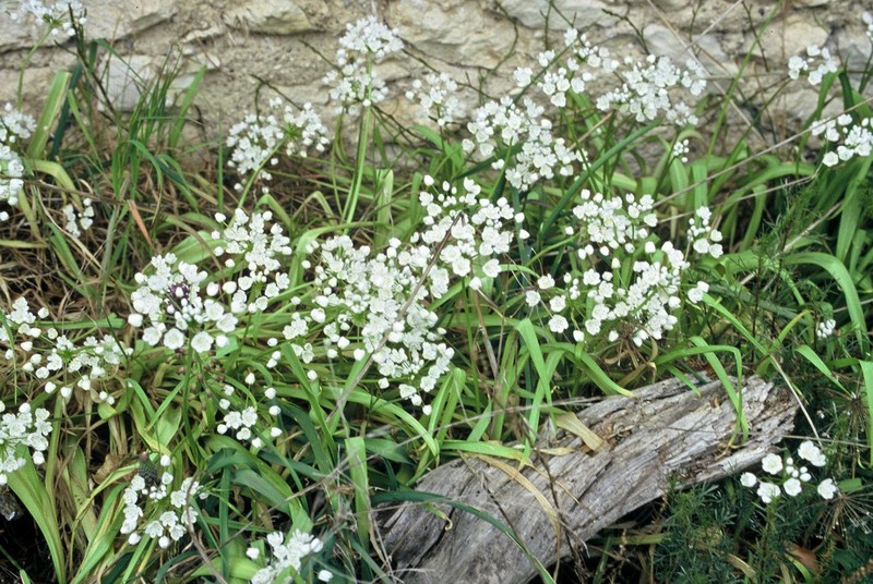 03-Allium neapolitanum