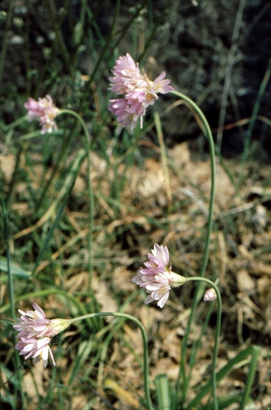 04-Allium roseum