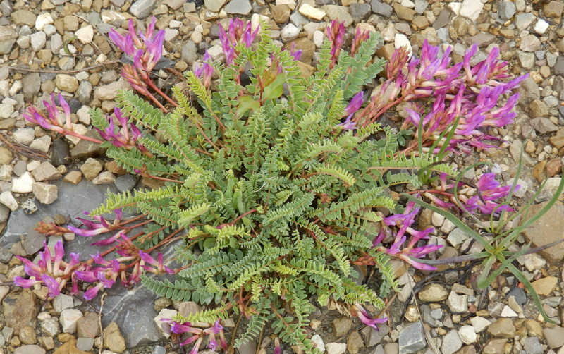 05-Astragalus monspessulanus