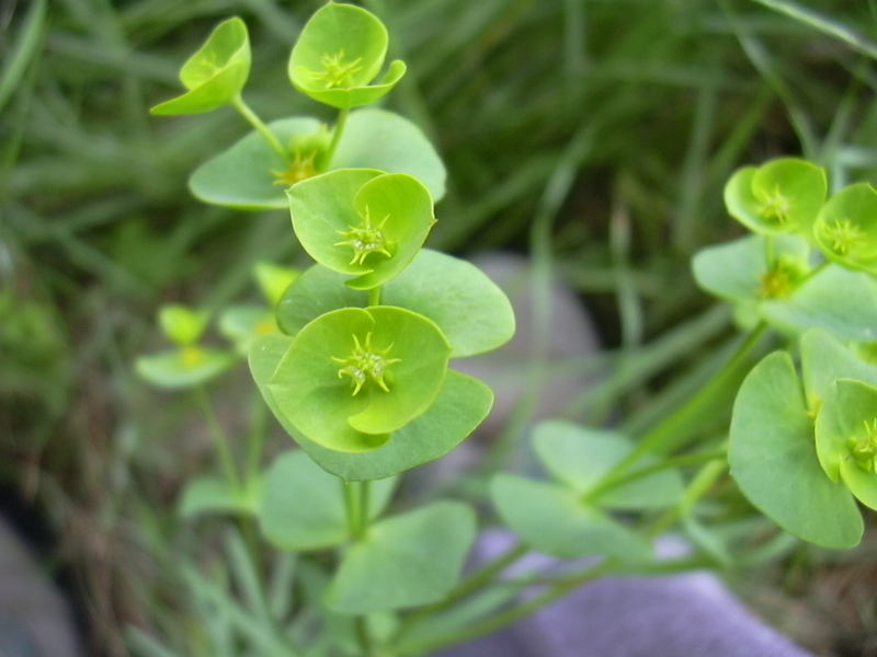 05-Euphorbia segetalis