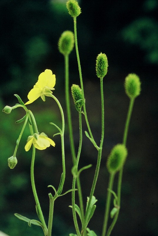 05-Ranunculus monspeliacus