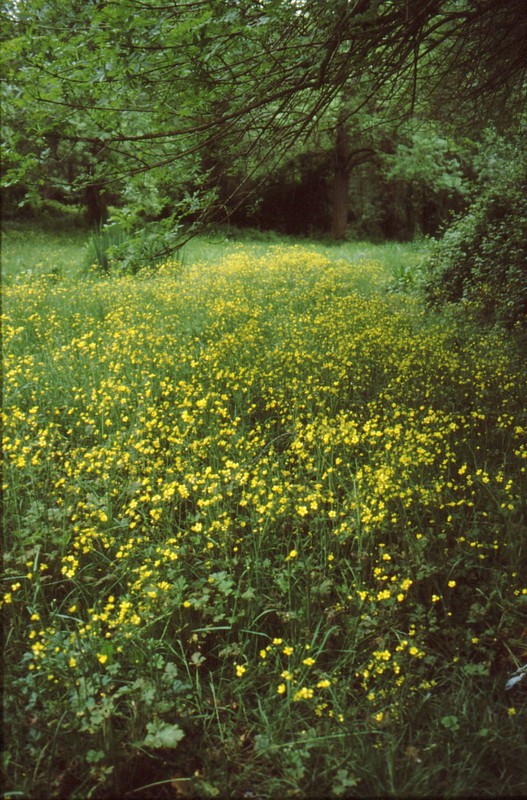 05-Vaugrenier, étendue de Ranunculus velutinus