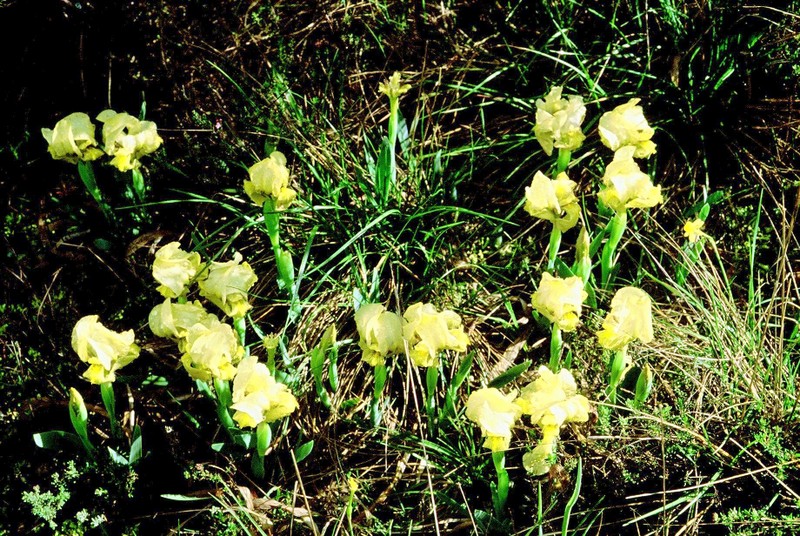 08-Iris lutescens