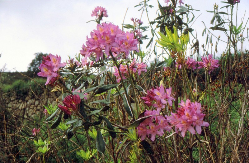 1987 Portugal Rhododendron pontique à Montchique