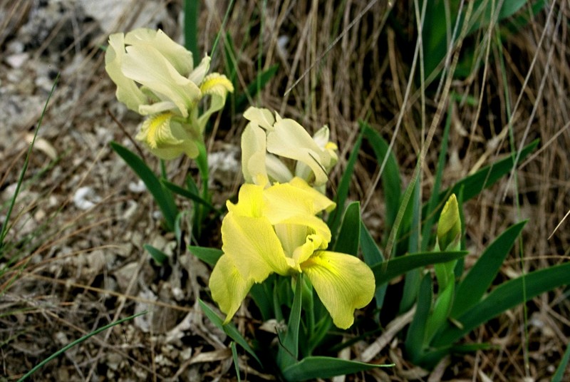 09-Iris lutescens