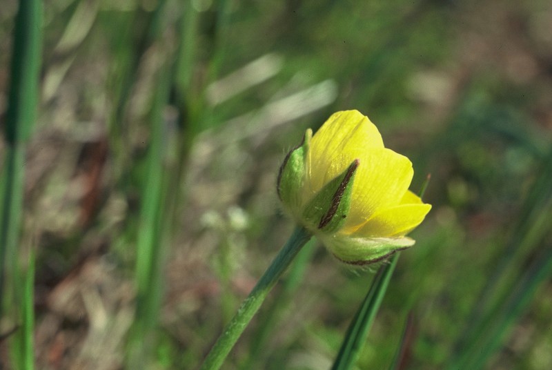 13-Ranunculus gramineus
