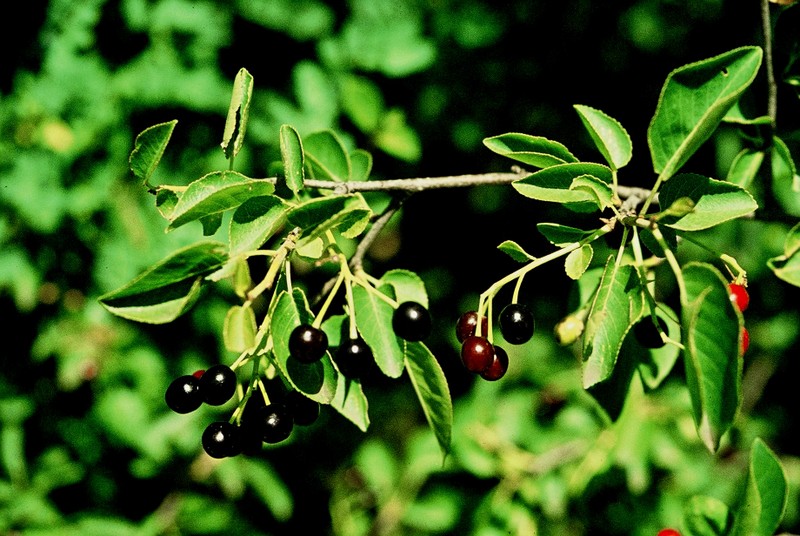 14-Prunus mahaleb
