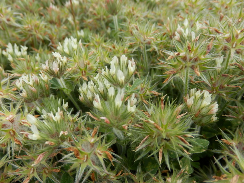 17-Trifolium stellatum