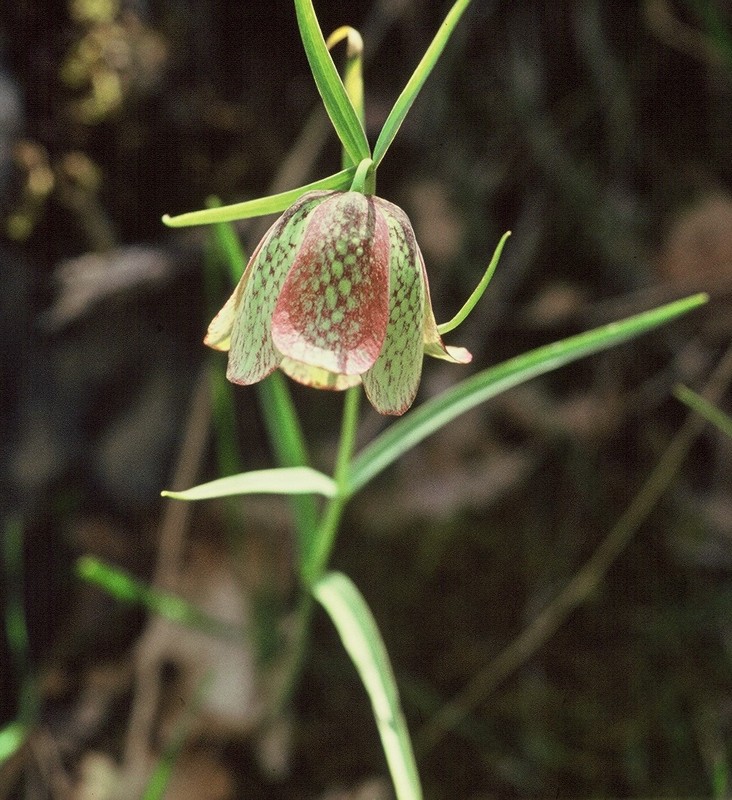 18-Fritillaria involucrata