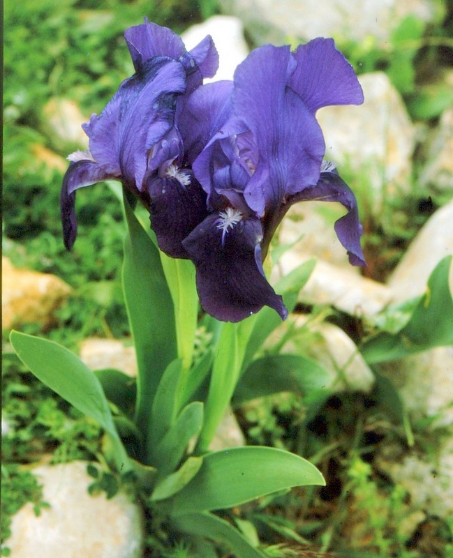 1984 Andalousie - Iris subbiflora