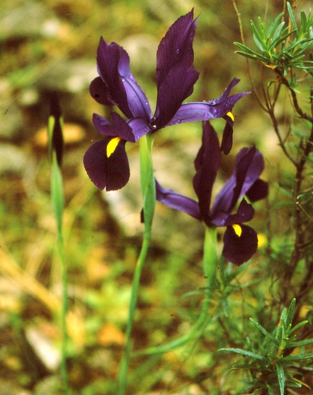 1984 Andalousie - Iris filifolia
