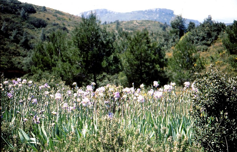 1989 09- Iris de Florence subspontanés