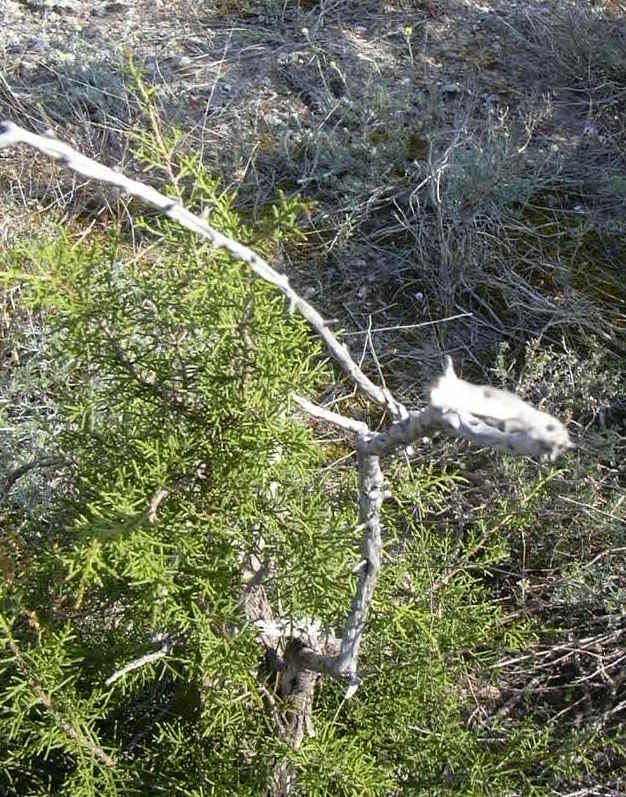 25-Juniperus phoenicea