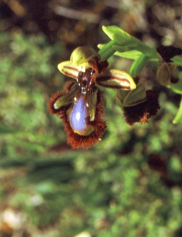 1987 Portugal Ophrys speculum