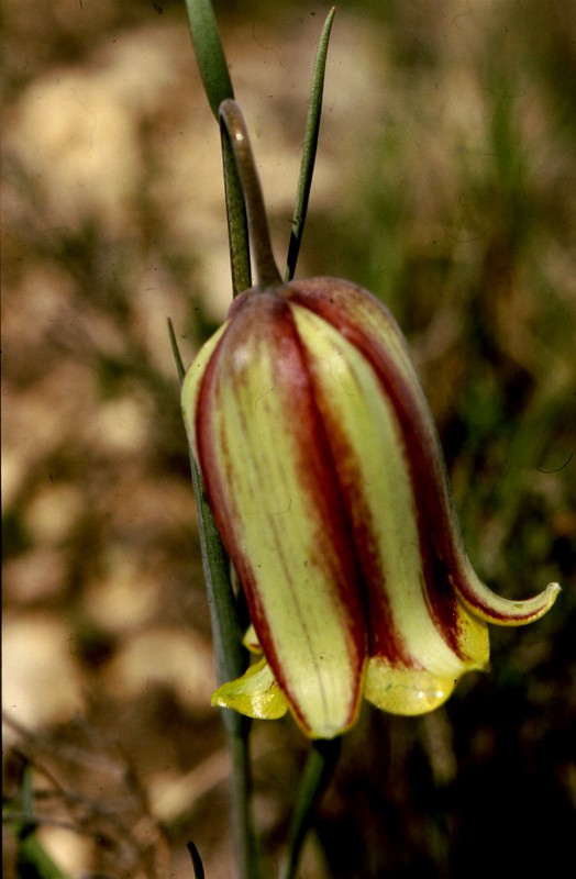 1985 Majorque (Baléares) Fritillaria hispanica