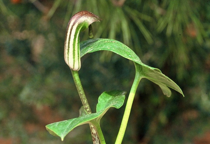34-Arisarum vulgare