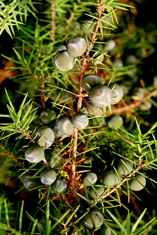 1984-Ardèche : Juniperus oxycedrus2