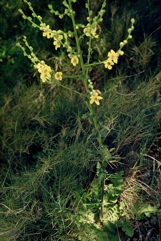1985 Ardèche Verbascum sinuatum