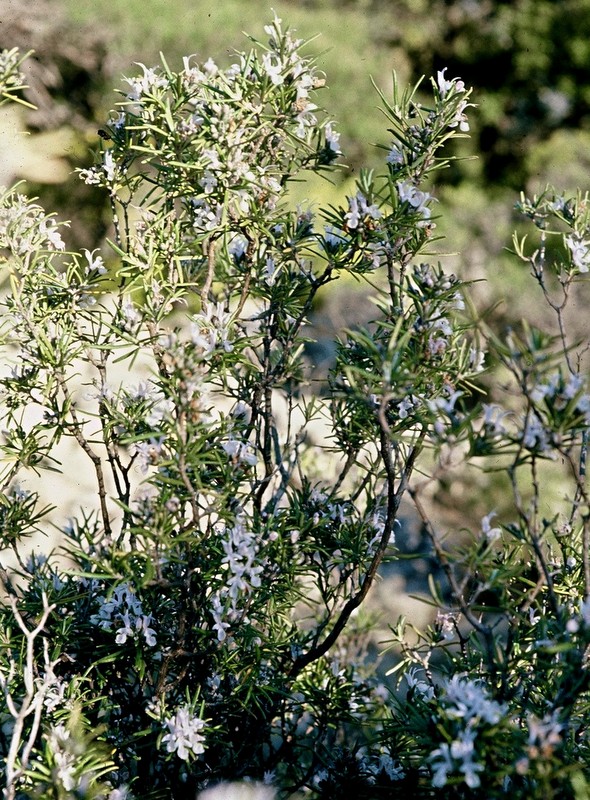 1986 Colorado provençal -Rosmarinus officinalis