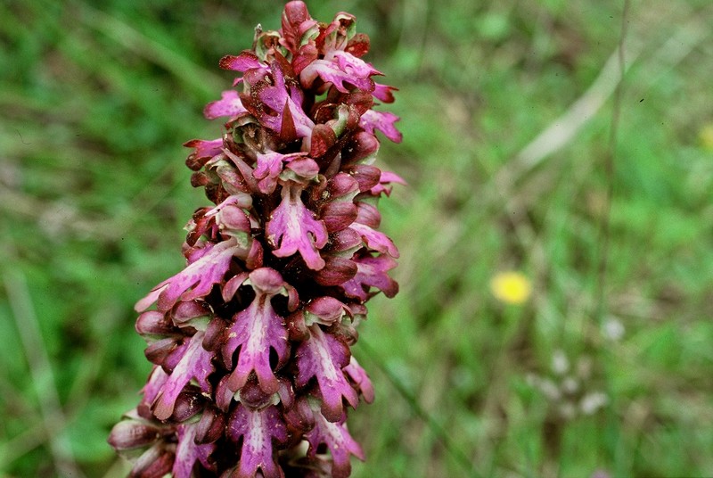1986 Colorado provençal -Himantoglossum robertianum