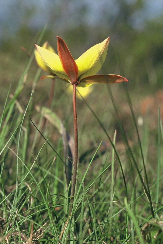 1986 Colorado provençal -Tulipa sylvestris australis