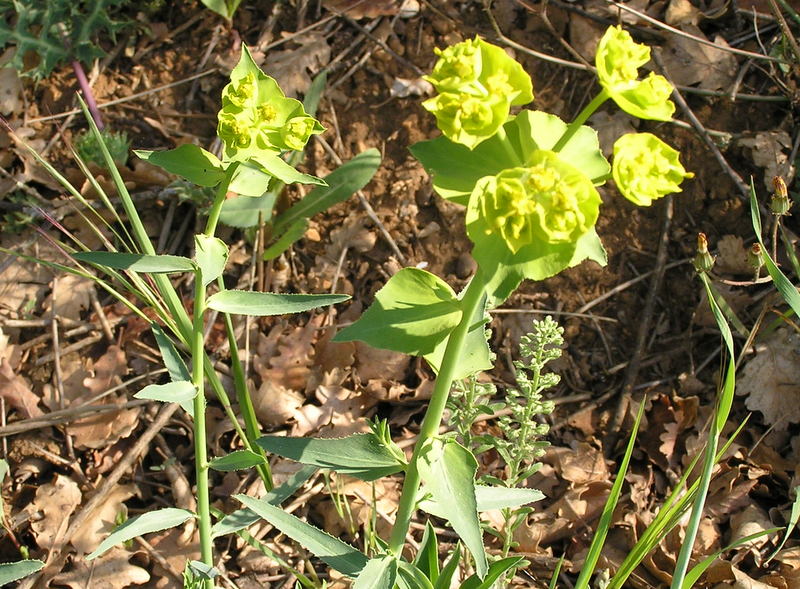 1987 GR42 Ardèche Euphorbia serrata