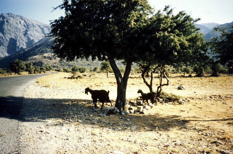 02 les chèvres plateau d'Omalos