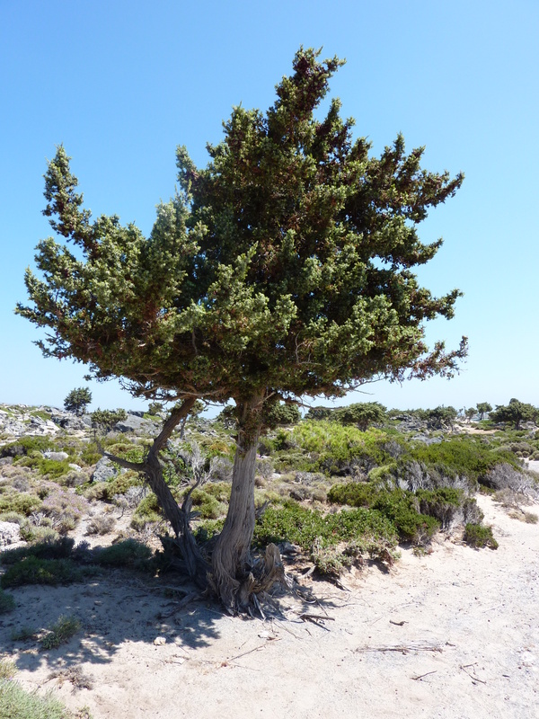 03- Elafonisi Juniperus oxycedrus genévrier cade de 2,8 m de circonférence à 1m du sol