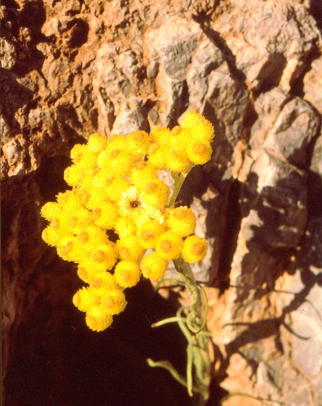 04-Helichrysum orientale