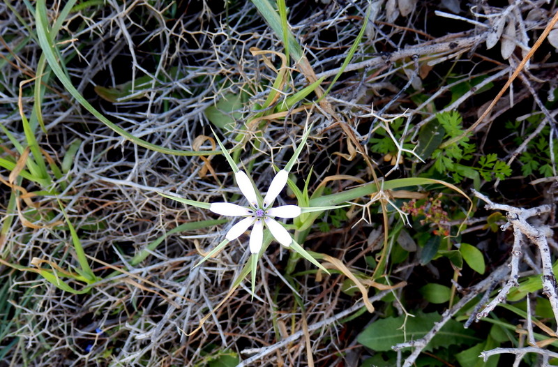 05-Tragopogon hybridus