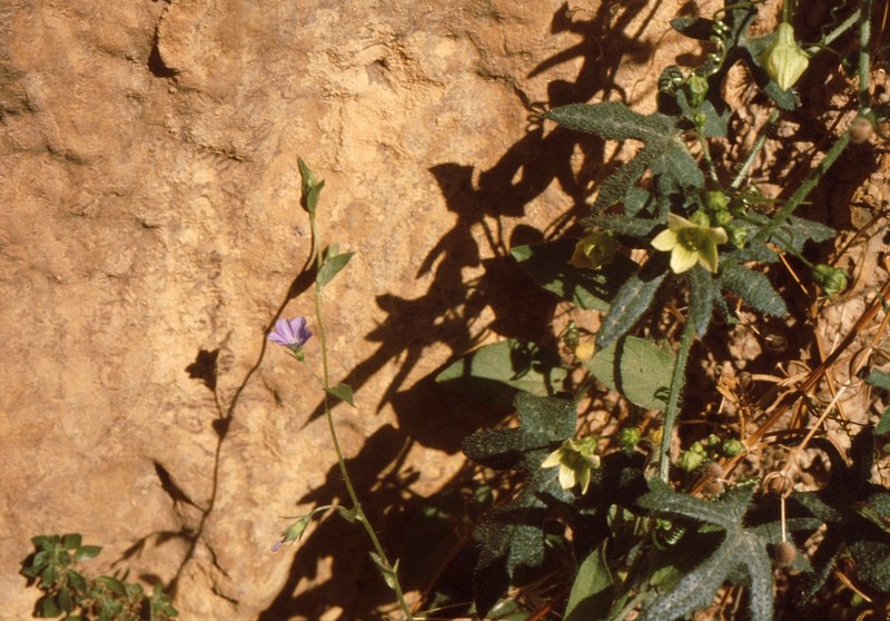 06-Bryonia cretica-Convolvulus siculus