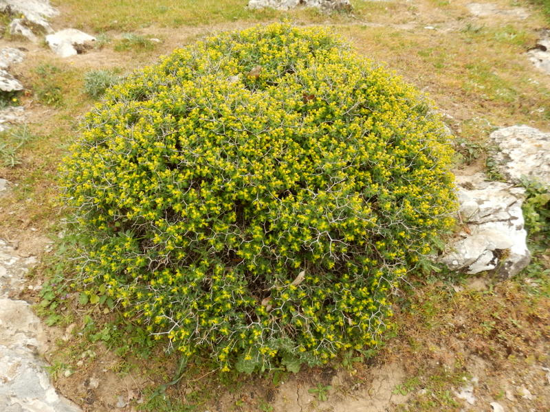06-Euphorbia acanthothamnos