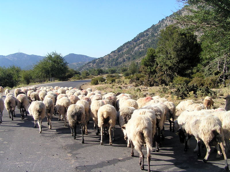 07-Xyloskalo à Omalos troupeau de moutons