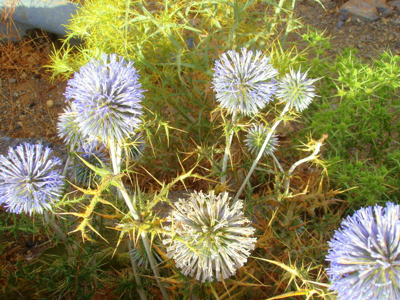 09- Echinops spinosissimus (oursin très épineux) 16-07-2008 16-46-39