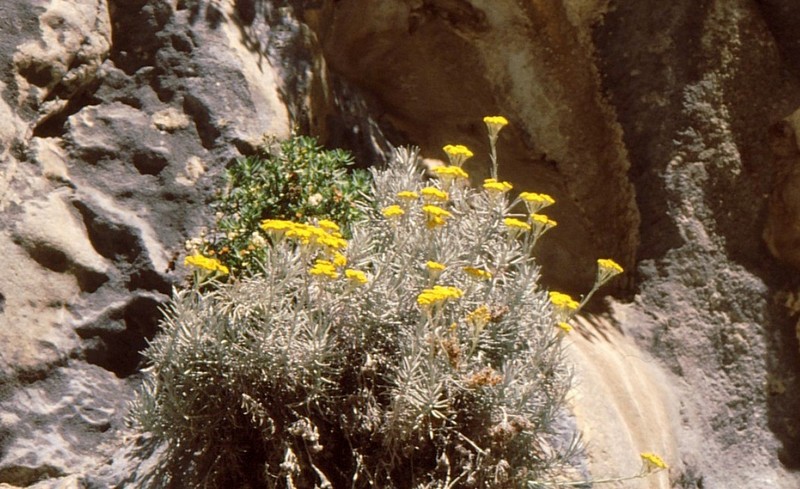 10-Helichrysum heldreichii