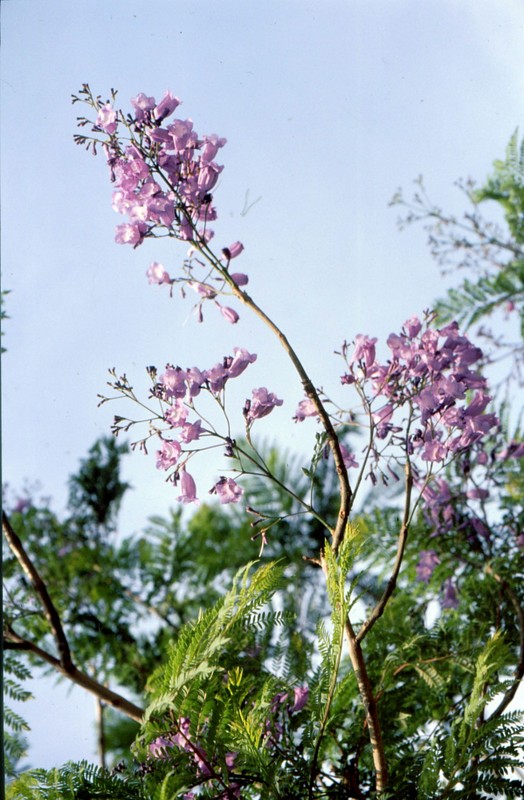 15- Jacaranda mimosifolia à Knossos