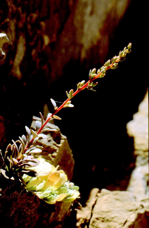 15-Rosularia serrata