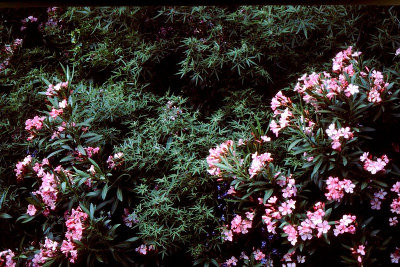 19-Nerium oleander-Vitex agnus-castus