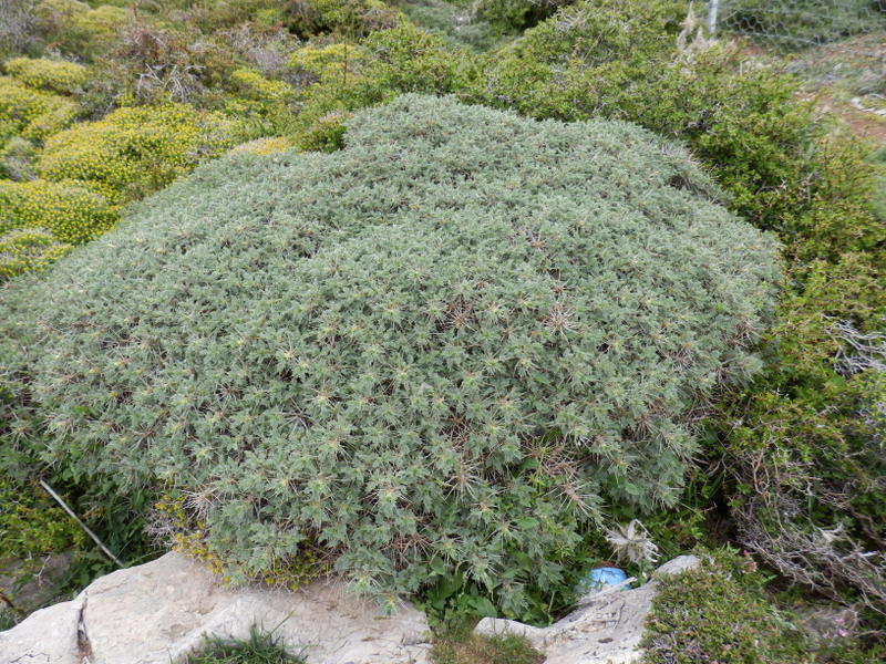 22-Astragalus creticus