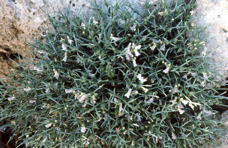 30-Stachis spinosa