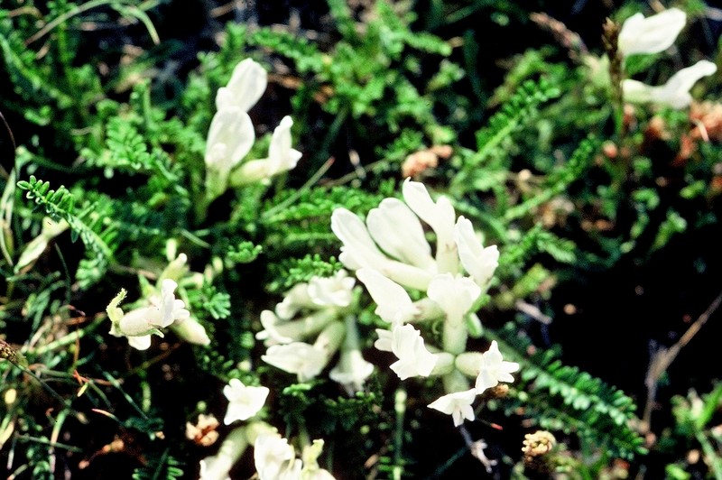 04-Astragalus depressus