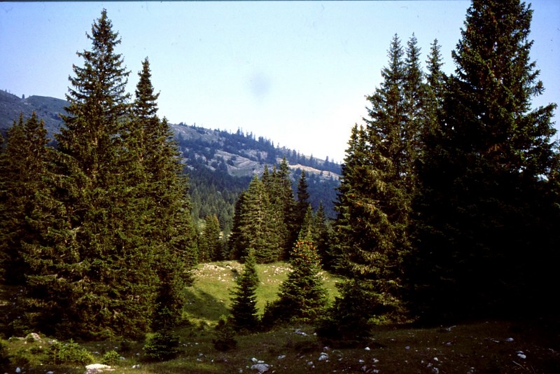 08- forêt vierge de Maglic