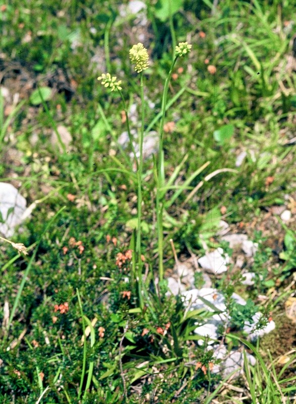 09-Tofieldia calyculata