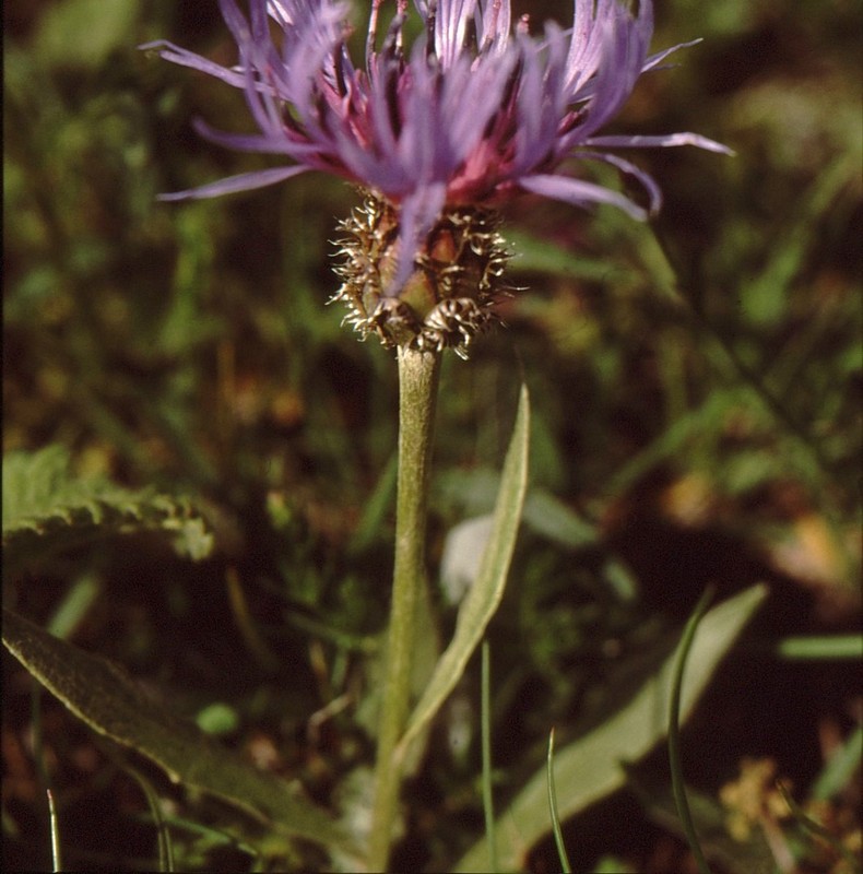 1990 194 JU Centaurea triumphetti ssp cana