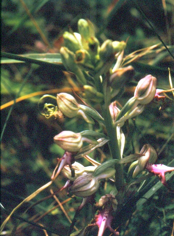 1990 214 JU Loroglossum hircinum calcaratum