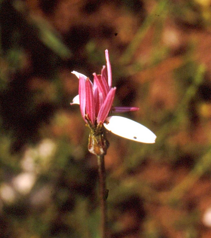 30- JU Scorzonera purpurea rosea