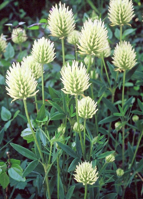 42-Trifolium pannonicum